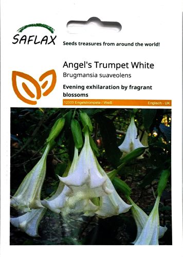 Angels Trumpet White Seeds